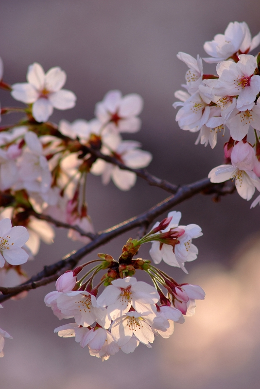 板橋桜　そろそろおしまい_f0050534_82096.jpg