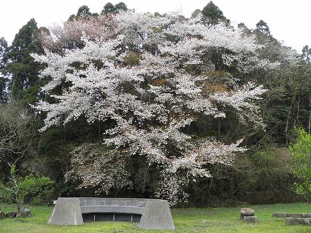 花散らしの雨になるのでしょうか_a0123836_17585020.jpg