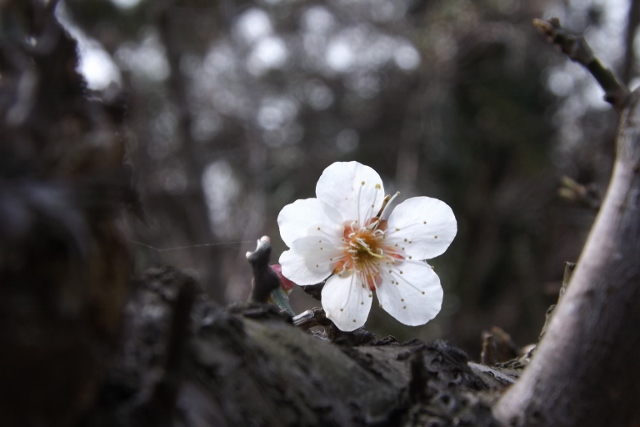 梅の花もこれから_a0220537_21341626.jpg