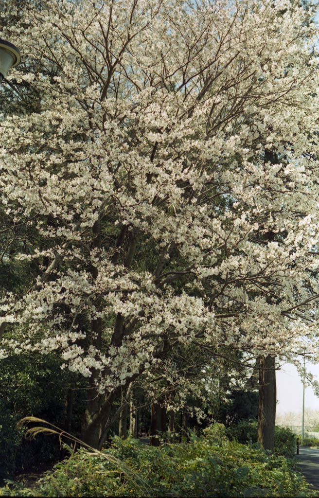 ビテッサLで満開の桜_b0158237_17205438.jpg