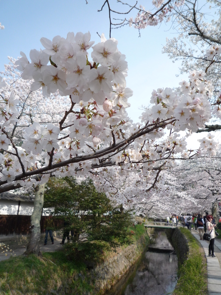 京都・お花見旅行！_f0214837_22142273.jpg