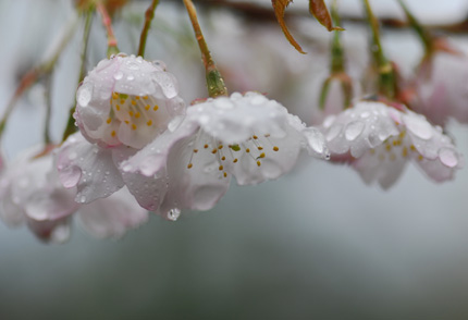 雨に濡れた花_d0178738_1137663.jpg