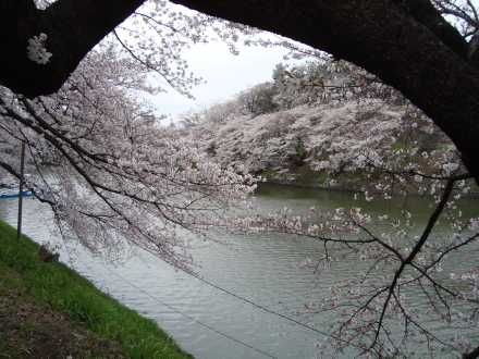 千鳥ヶ淵で…♪墨田川のほとりで・・・♪♪_c0155539_2355039.jpg