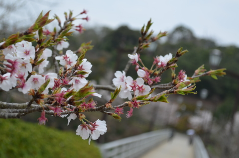 2012桜咲く”春” ～充実のドライブプラン・・・？_d0153941_10442594.jpg