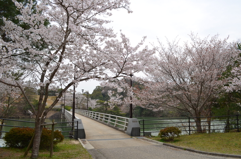 2012桜咲く”春” ～充実のドライブプラン・・・？_d0153941_1045107.jpg