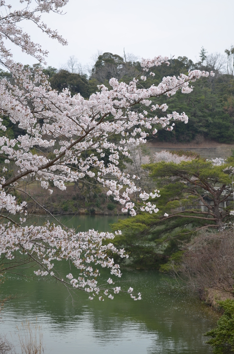 2012桜咲く”春” ～充実のドライブプラン・・・？_d0153941_10501466.jpg