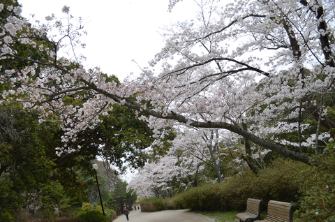 2012桜咲く”春” ～充実のドライブプラン・・・？_d0153941_10555236.jpg