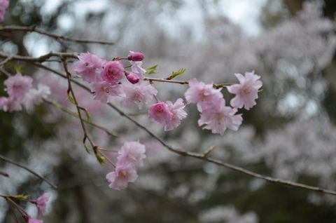 2012桜咲く”春” ～充実のドライブプラン・・・？_d0153941_1055852.jpg