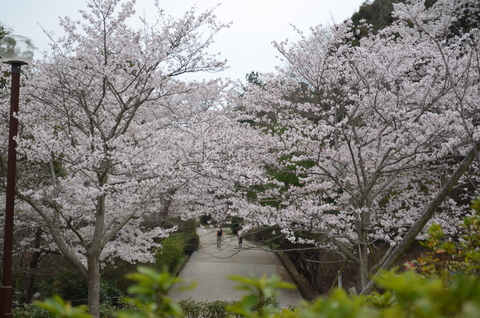 2012桜咲く”春” ～充実のドライブプラン・・・？_d0153941_1056542.jpg