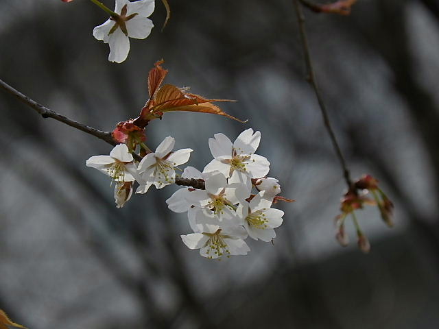 六甲アイランド・イーストのサクラ、山桜、染井吉野、紅八重枝垂れ_c0051143_0152238.jpg