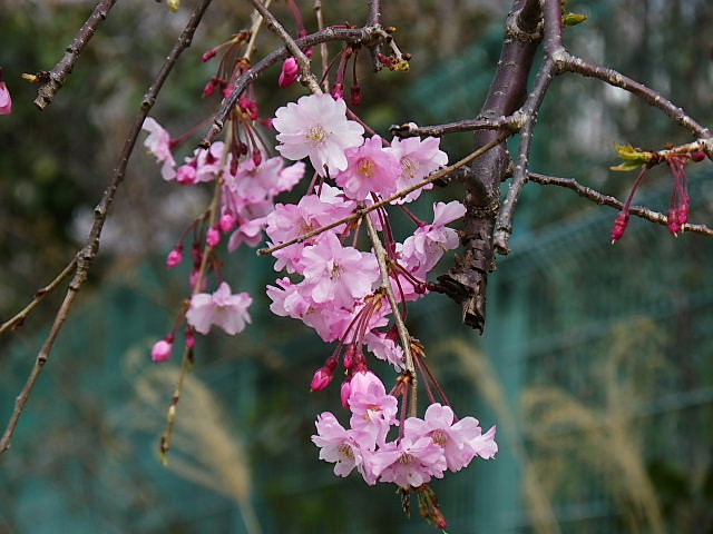 六甲アイランド・イーストのサクラ、山桜、染井吉野、紅八重枝垂れ_c0051143_0212723.jpg