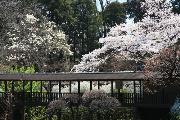 百花繚乱～松戸・本土寺～_e0132243_048924.jpg