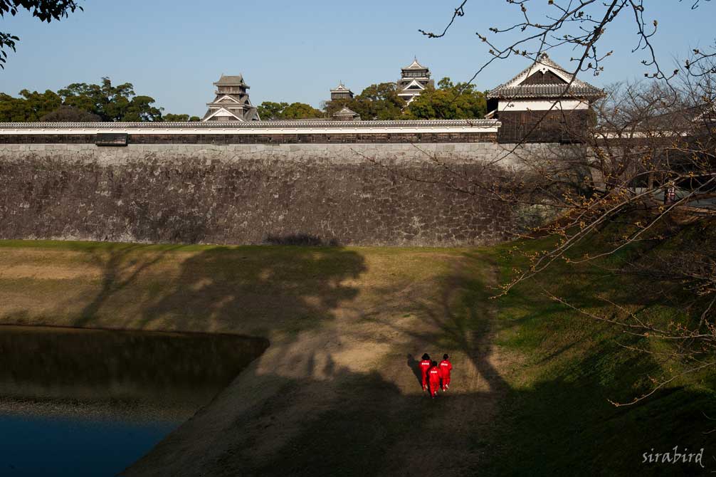 サクラ開花前（熊本城）_d0238245_14381180.jpg