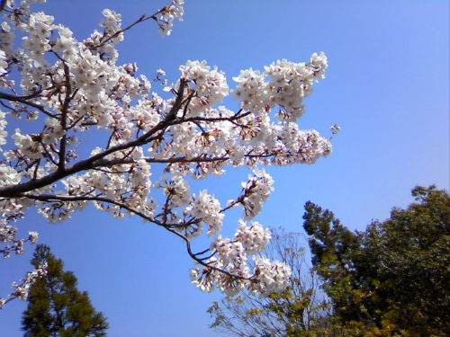 桜。_f0108346_9103279.jpg