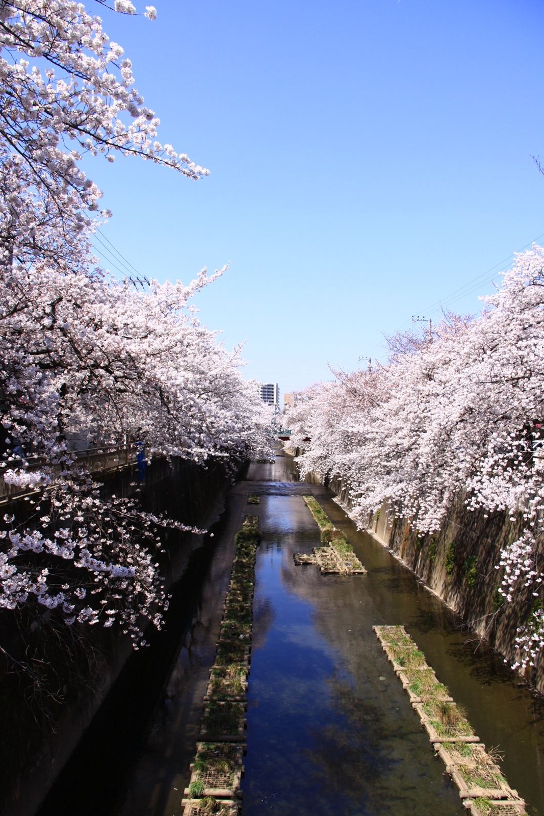 SAKURA - 石神井川1000本桜(その3)_a0148747_794463.jpg