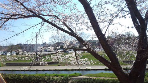 桜_a0217348_11314564.jpg