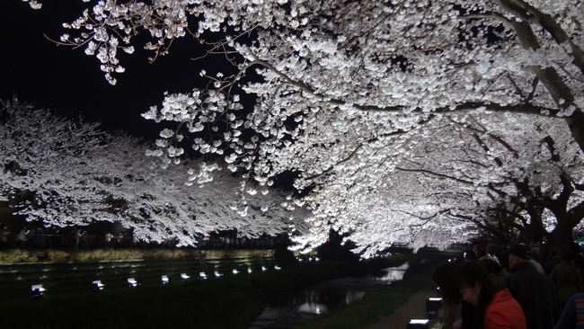 野川の夜桜　ライトアップ　今年は開催！_d0087549_2346025.jpg