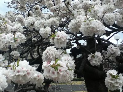 盆栽みたいな桜_c0045655_22184430.jpg