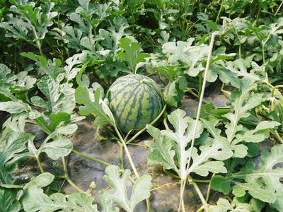 熊本スイカ 肥後漫遊 徹底管理と受粉_a0254656_91049100.jpg