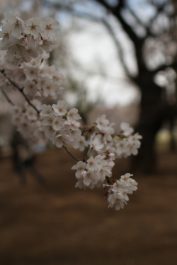 桜 - 花の精_f0214858_2042354.jpg