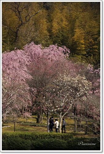 桜、満開！_b0138661_0161229.jpg