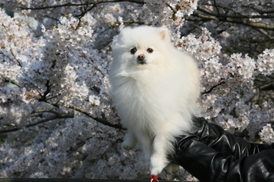 お花見温泉旅行　その2_d0054461_1512013.jpg