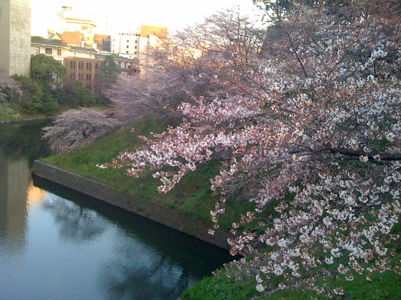 桜の花の満開の下_d0134361_0484140.jpg