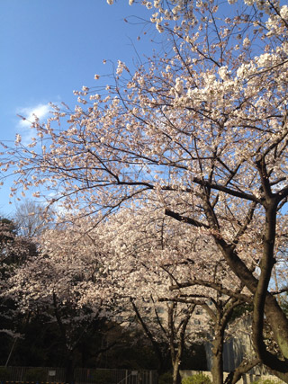 4月6日の桜。_a0026762_1311292.jpg