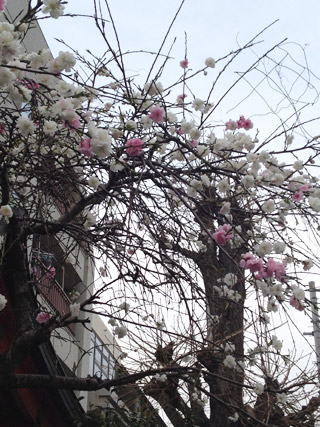 昨日の桜。_a0026762_23371961.jpg