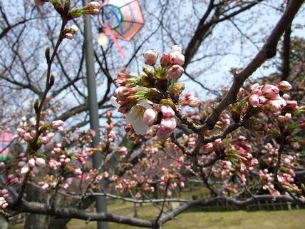 小松市芦城公園の桜_f0103062_0575838.jpg