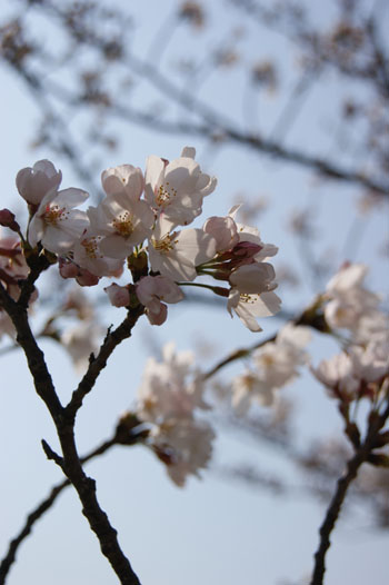 2012年桜_f0215262_0121628.jpg