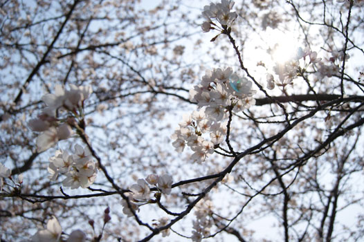 2012年桜_f0215262_0123642.jpg