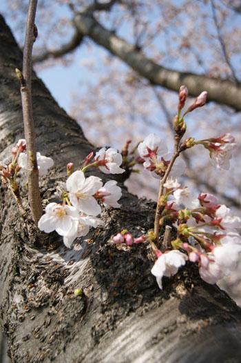 2012年桜_f0215262_0145770.jpg