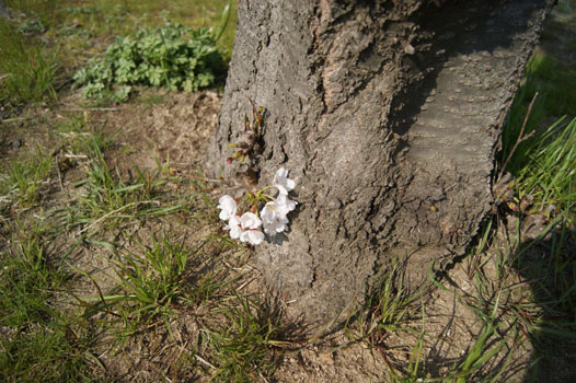 2012年桜_f0215262_0151223.jpg