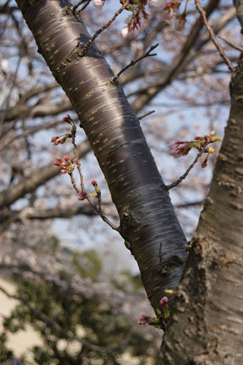 2012年桜_f0215262_0384798.jpg