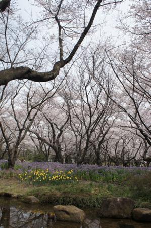 桜散歩_a0215663_20311570.jpg