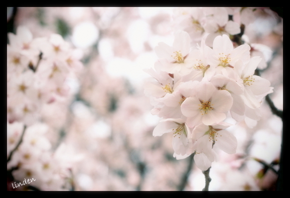 桜を見るとどんな気持ちになる？？_f0036263_2375422.jpg