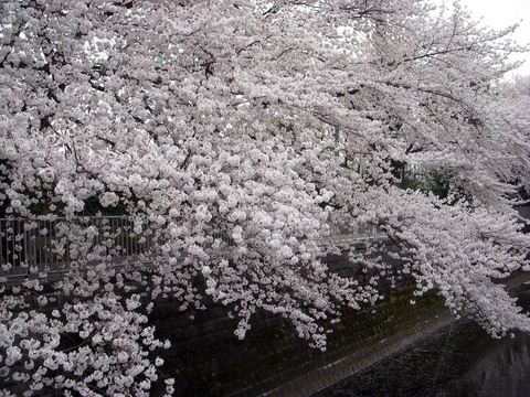 桜の風景・2012_c0135864_15121928.jpg