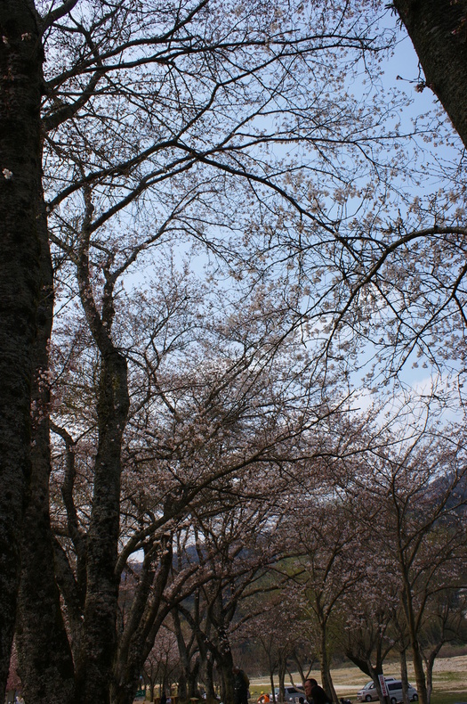 お花見キャンプ　in　笠置キャンプ場♪　その①_f0161964_22345510.jpg