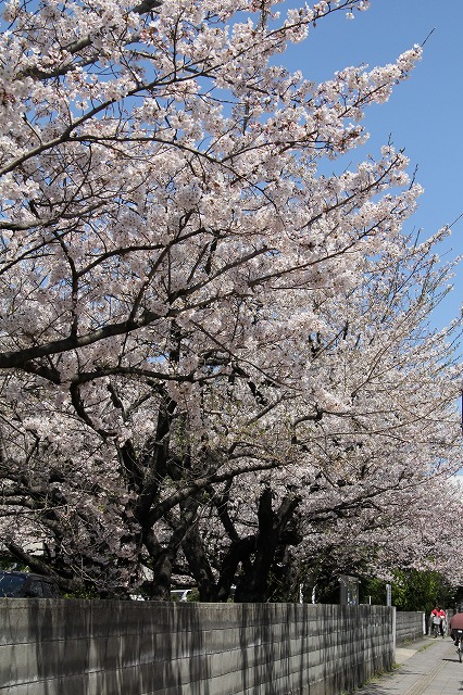 惜しまれる桜_a0148866_11531428.jpg