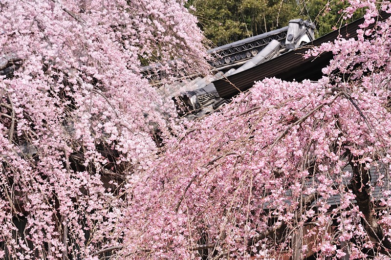 氷室神社のしだれ桜_f0067667_6155082.jpg