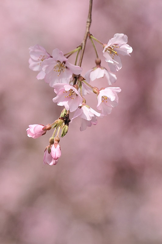 氷室神社のしだれ桜_f0067667_619422.jpg