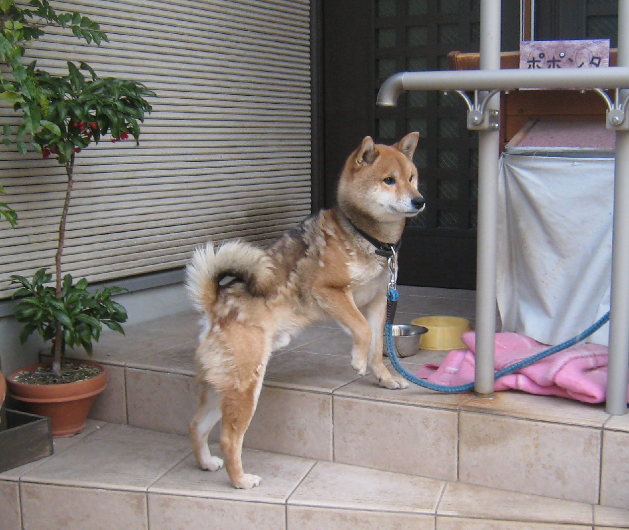 抜け毛の季節_f0205367_1855240.jpg