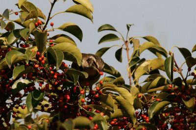 b0120968_13591455.gif