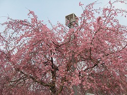 e0041168_1155972.jpg
