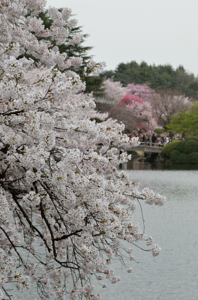 SAKURA 2012 （酔いどれ編）_f0065768_17211499.jpg