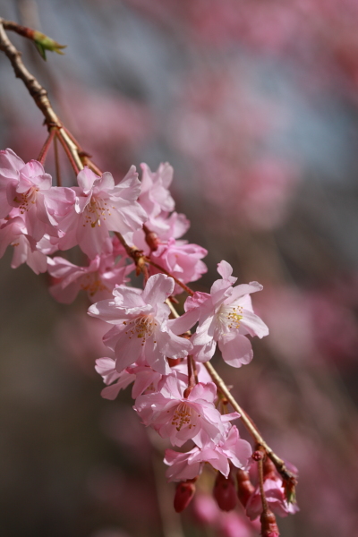 しだれ桜_b0188569_1617327.jpg