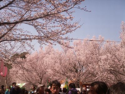 今年もお花見をしました_e0087969_23255791.jpg