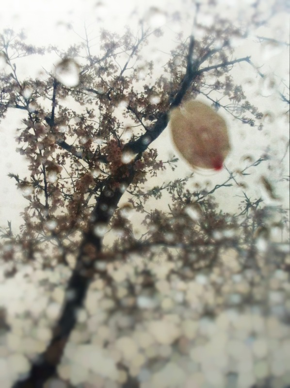 雨の中の桜_c0013272_1813326.jpg