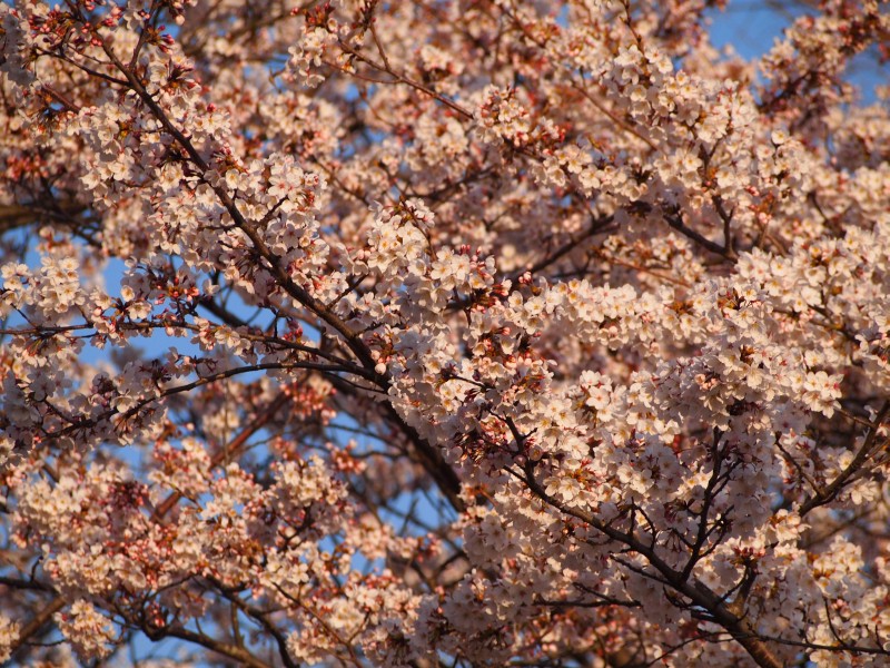 近所の桜とか_a0034773_235468.jpg